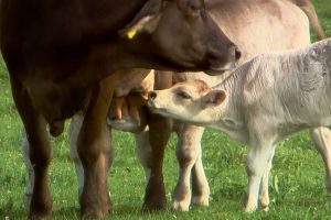 Doku-Film "Aus Liebe zum Überleben" von Bertram Verhaag - Trailerbild 4: Kuh mit trinkendem Kalb