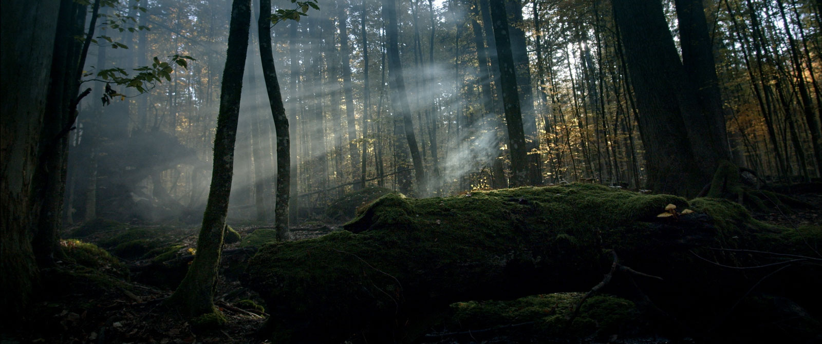 Dokumentarfilm 'Der Wilde Wald' - Filmstill: Lichtdurchfluteter Urwald